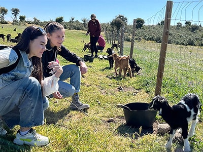Sostenibilidad medioambiente cabras